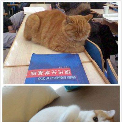 电烫卷猫的饲养指南（详解如何成为一位负责任的电烫卷猫主人）