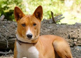 迷你贝吉格里芬凡丁犬的全面饲养指南（专业的饲养技巧和方法，让你的迷你贝吉格里芬凡丁犬健康快乐）