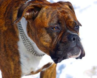 以德国拳师犬为宠物的饲养指南（让你的德国拳师犬健康成长）