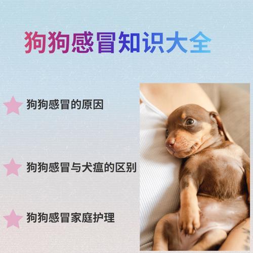 如何正确饲养宠物鼷鼠？（了解宠物鼷鼠的生活习性与饲养技巧，让你的小伙伴快乐成长。）