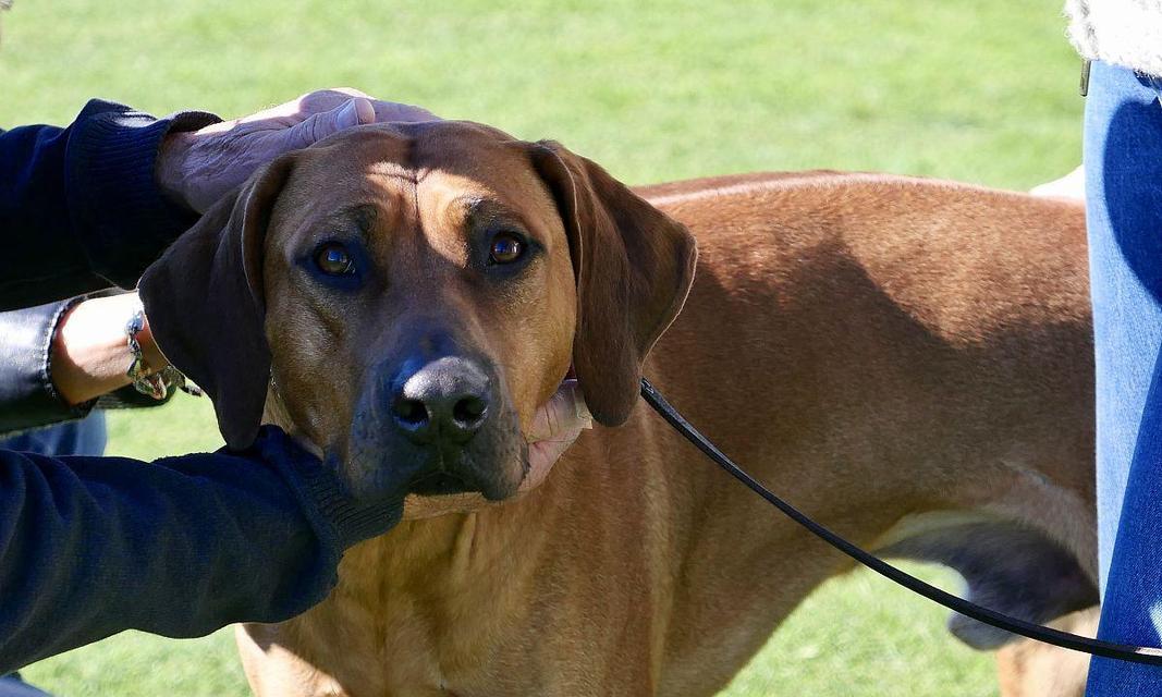 如何正确饲养罗得西亚脊背犬？（掌握这些方法，让你的宠物更健康幸福）