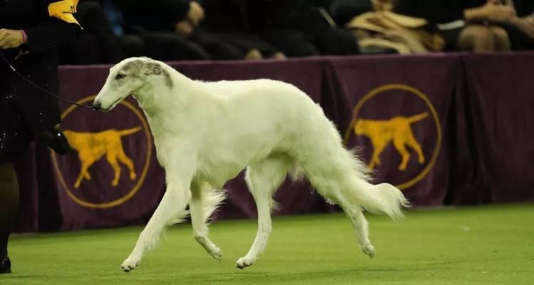 挪威猎麋犬的饲养方法（打造忠实伴侣饲养挪威猎麋犬的技巧）