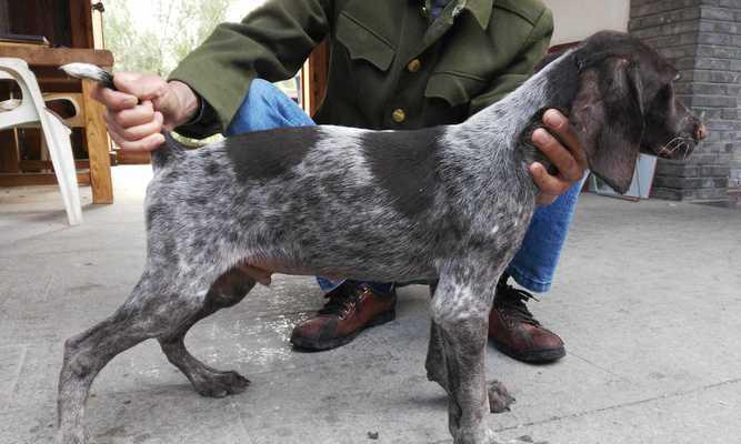 如何饲养健康快乐的威尔士跳猎犬（探究威尔士跳猎犬的生活习性和饲养技巧）