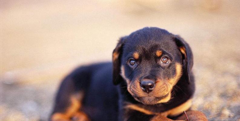 以罗威纳犬为宠物的饲养方法（了解罗威纳犬的特点与需求，成为优秀的饲养者）