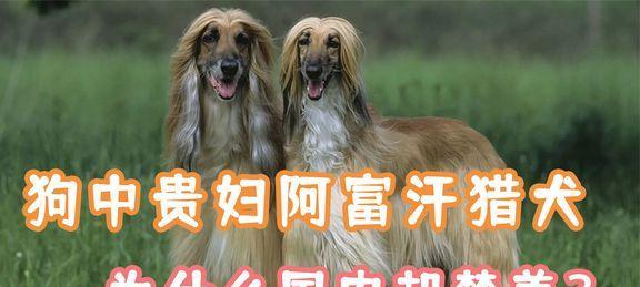 如何饲养健康活泼的阿富汗猎犬（阿富汗猎犬饲养指南，从营养到健康全面解析）