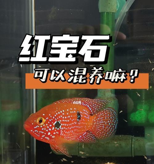 红宝石鱼的全面饲养指南（以宠物为主，让你成为专业红宝石鱼养殖者）