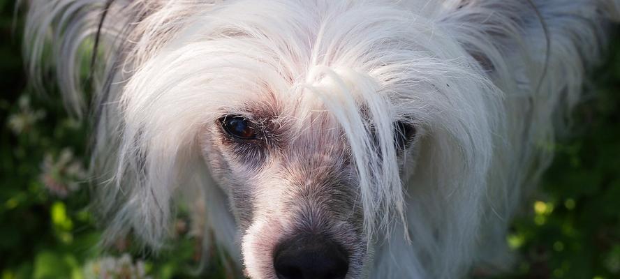 如何饲养中国冠毛犬（宠物爱好者必备的养犬指南）