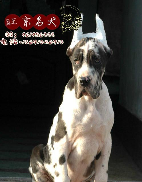 大丹犬饲养指南（以专业的方式养成健康快乐的大丹犬）