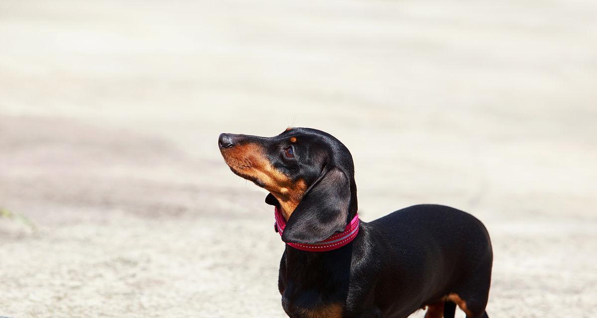 如何正确饲养腊肠犬（掌握这些方法让你的宠物健康快乐）