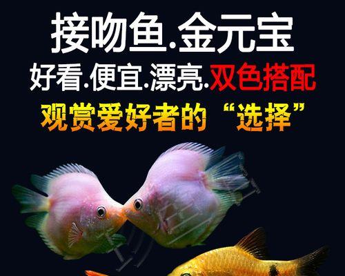 接吻鱼的饲养方法（宠物爱好者必备的接吻鱼养护技巧）