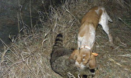 红骨猎浣熊犬的饲养方法（打造健康快乐的宠物生活）