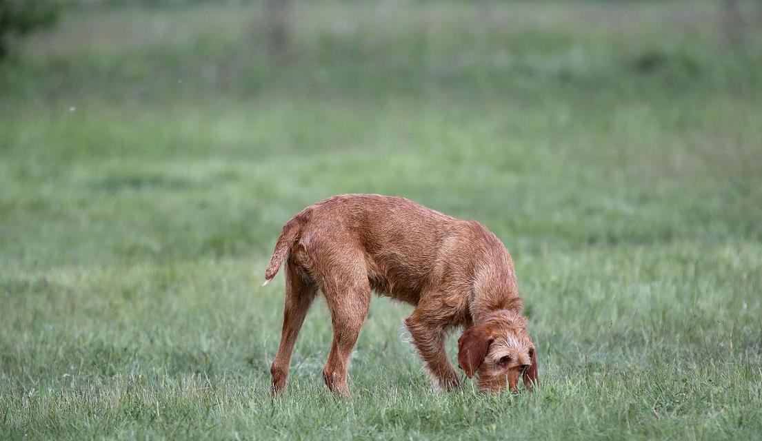 细说维兹拉犬的饲养（以宠物为主，教你如何照顾维兹拉犬）