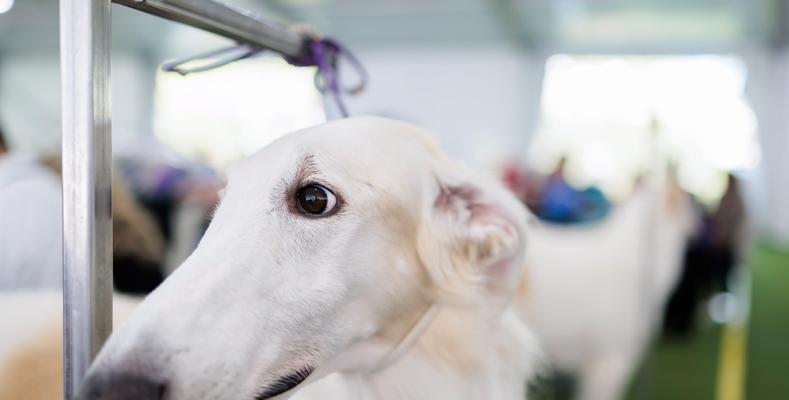 奥达猎犬的饲养方法详解（宠物爱好者必看，让你成为合格的奥达猎犬主人）