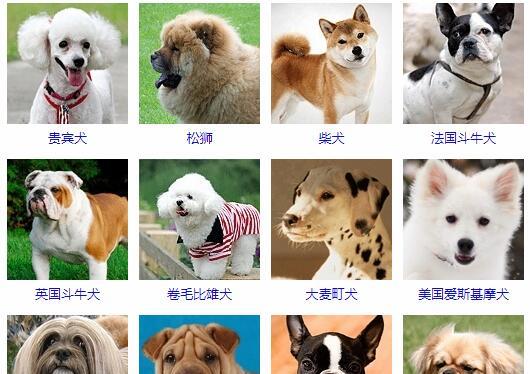 如何科学饲养以罗秦犬（宠物养护的实用技巧）