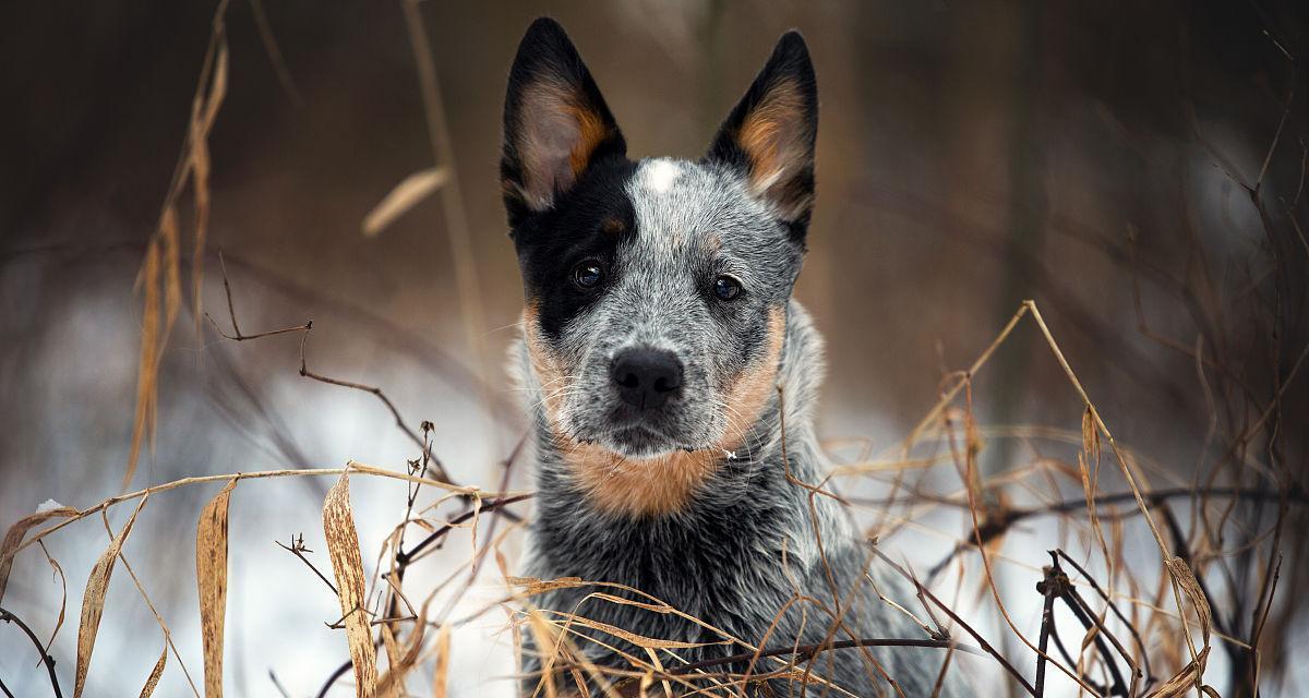 如何科学饲养佛兰德牧牛犬（探秘佛兰德牧牛犬的生活习性及饲养技巧）