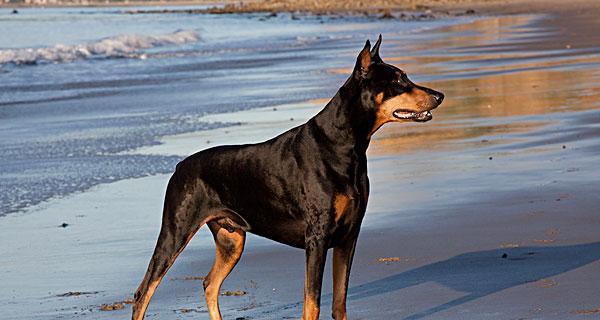 如何正确地饲养艾分杜宾犬（以宠物为主，让你的犬犬健康成长）