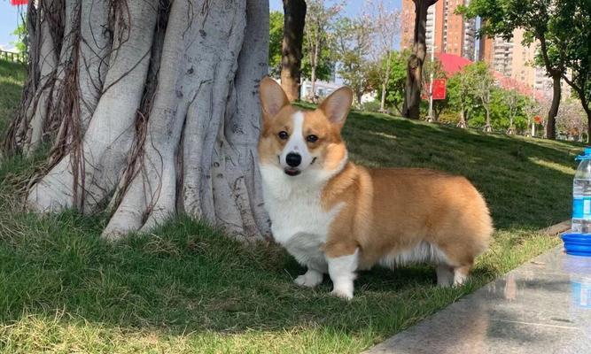 如何正确饲养可爱的柯基犬（柯基犬饲养需要注意的问题及方法）