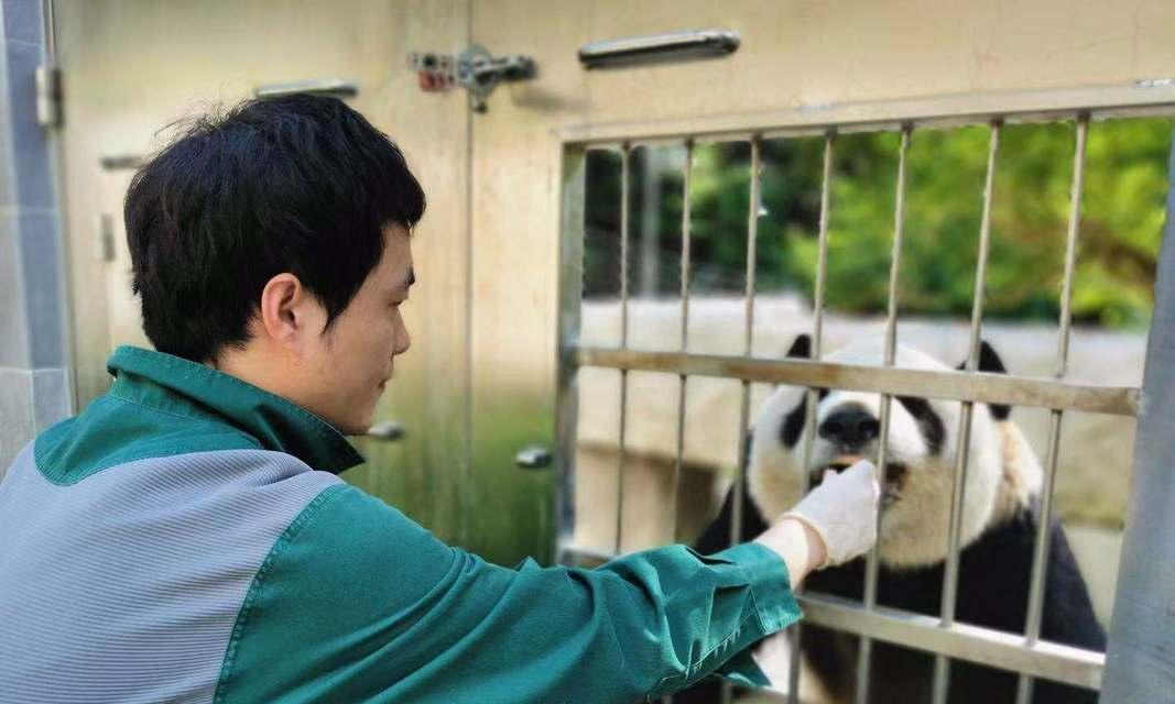 如何饲养熊猫蝶？（了解熊猫蝶的特点与习性，让它们成为您家的宠物。）