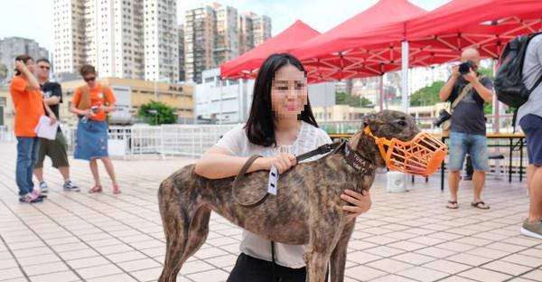 如何科学饲养格雷伊猎犬？（让宠物健康快乐成长的15个方法）