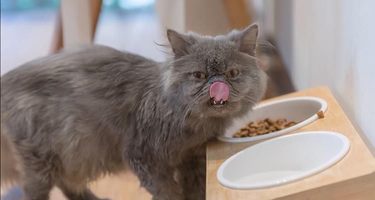 猫咪怀孕饮食指南（怀孕猫咪的饮食要注意什么？-宠物饲养指南）