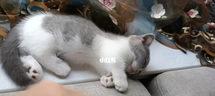 小猫咪的睡眠时间（探究三个月小猫咪的睡眠规律，为宠物家长提供帮助）