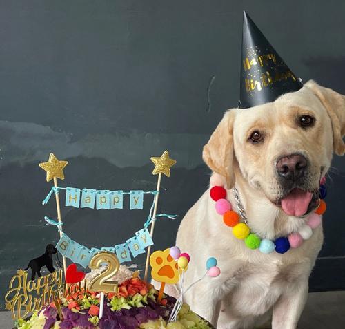 制作狗狗生日蛋糕的详细步骤（以宠物为主，让你的爱犬度过难忘的生日！）