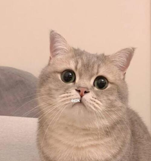 猫咪不认生，随和的宠物伴侣（跟谁都好，无拘无束的猫咪生活）