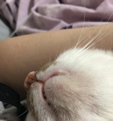 猫咪下巴结痂掉毛的解决方法（让宠物猫咪快乐健康的秘诀）