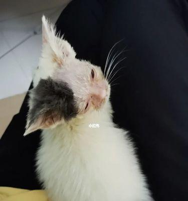 如何以猫咪预防猫癣（宠物健康的重要性）