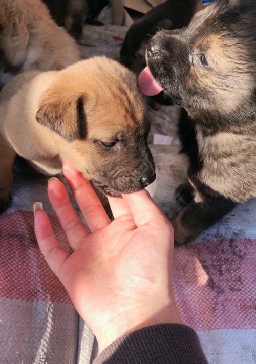 为什么泰迪会随着其他狗叫？（探究泰迪犬叫声特点及行为习惯）