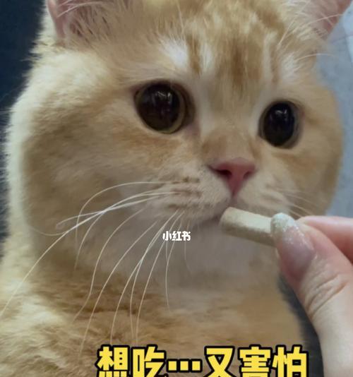 如何安抚受惊吓的小猫？（宠物主人必看的小猫情绪管理秘笈）