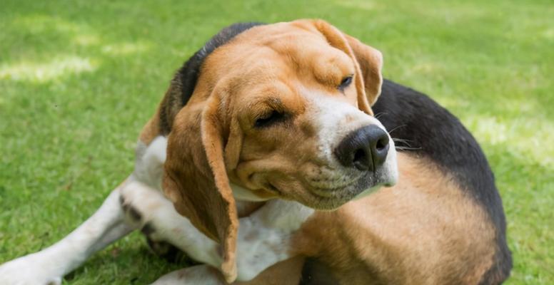 了解犬瘟热的症状，保护你的爱宠不受伤害（了解犬瘟热的症状，保护你的爱宠不受伤害）