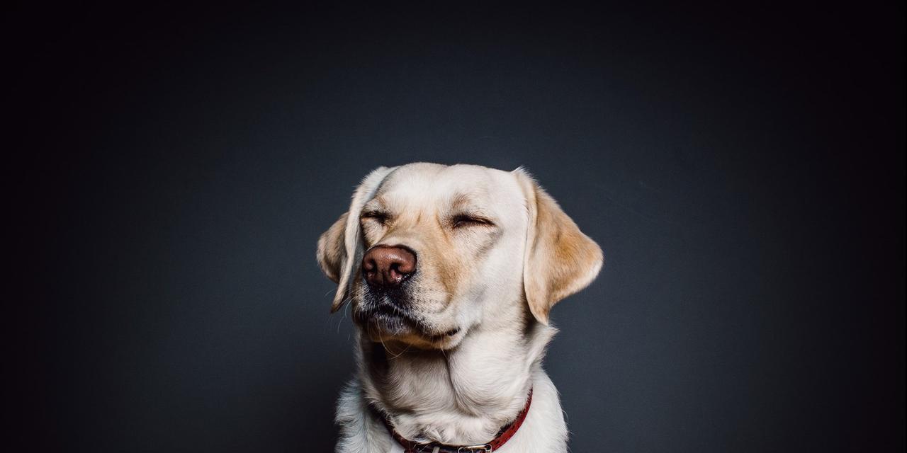 狗狗能吃烤鸡肉吗？（探究宠物犬食用烤鸡肉的利弊）