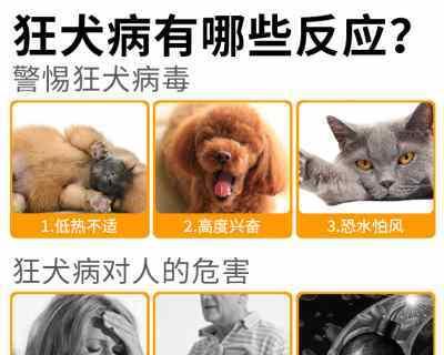 猫咪狂犬病的致命症状（以宠物为主的狂犬病预防措施）