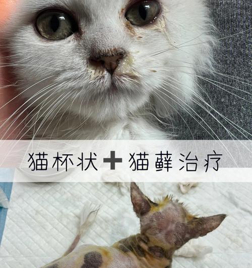猫咪滴耳油时为何会甩头？（探究猫咪耳漂的原因，教你正确给猫咪做耳部护理）