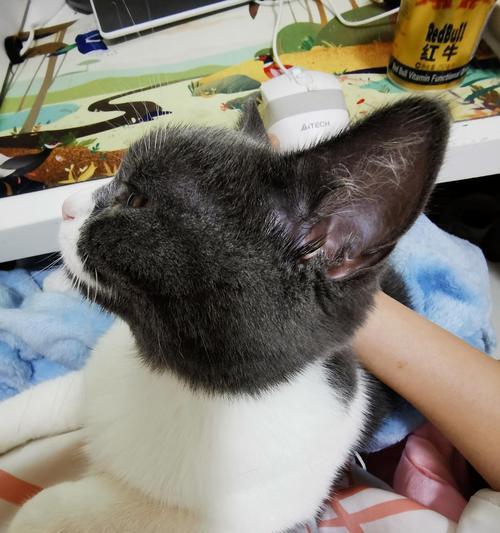 宠物猫咪耳朵尖掉毛的原因及解决方法（揭秘猫咪耳朵尖掉毛的原因，告诉你如何帮助猫咪摆脱烦恼）