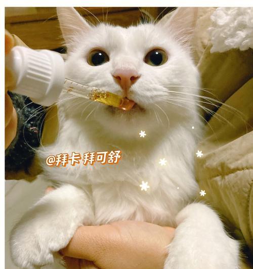 猫咪便秘引发血便，该如何解决？（猫咪便秘拉屎有点血，这可能是什么原因？如何帮助猫咪恢复健康？）