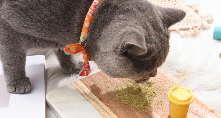 宠物猫咪闻猫薄荷为什么没反应？（探究猫咪对猫薄荷的反应和原因）