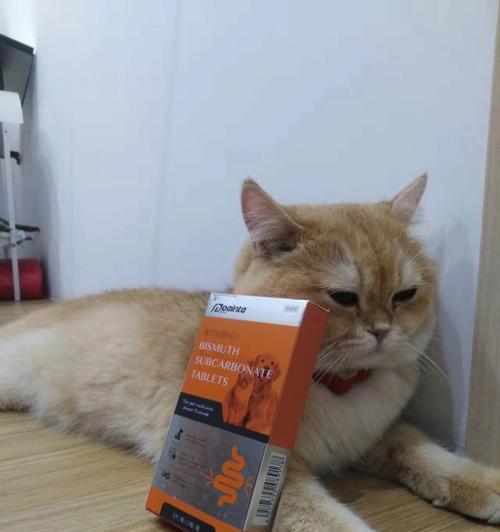给小猫吃头孢药物的风险与注意事项