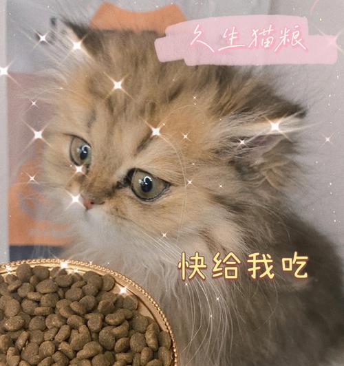 宠物小猫不爱吃食的原因和解决方法（以小猫不会吃食为例，给爱宠物的主人们提供帮助）