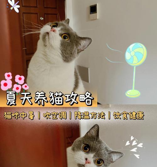 宠物猫中暑发烧的预防和治疗方法（小猫多少度会中暑？中暑发烧多少度？如何保护您的爱宠？）