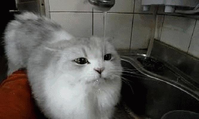 小猫口水酸臭，胃肠道问题大起底！（解析小猫口水的苦恼和原因）