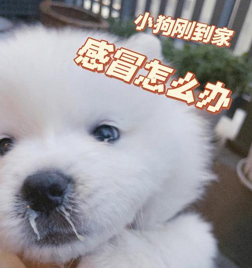 幼犬何时可以开始吃狗粮？（掌握幼犬饮食规律，关注营养均衡）