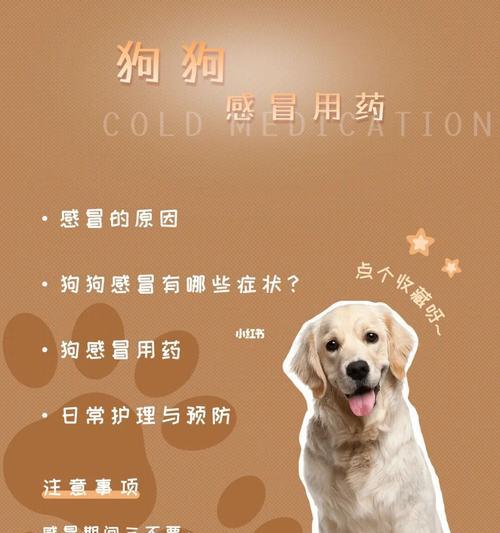折耳猫咪尾巴短与僵硬问题分析（了解折耳猫咪尾巴的独特特点，关注它们的健康问题）