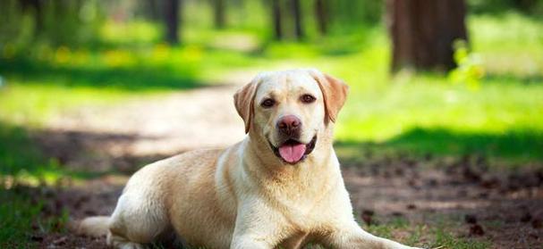 如何训练拉布拉多犬做趴下动作（宠物训练技巧，让你的拉布拉多更听话）