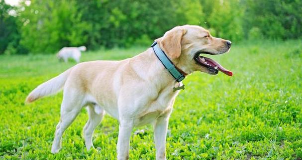 圣伯纳犬如何训练拒绝他人食物？（教你有效方法让圣伯纳犬不再偷吃他人食物！）