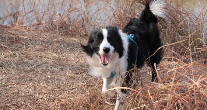 饲养边境牧羊犬的四个必备条件（打造幸福宠物家庭，从养犬开始）