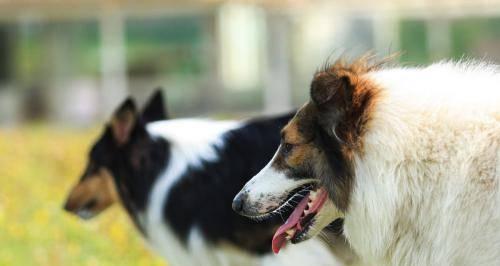 苏格兰牧羊犬不能吃的四种食物（宠物健康小知识，为爱犬健康加分）