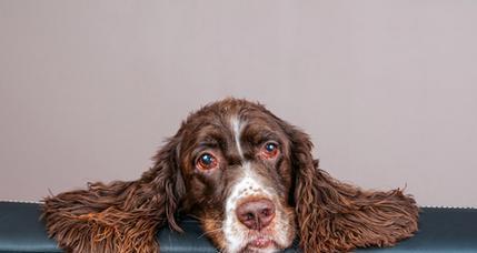 威尔斯激飞猎犬发烧的治疗方法（以宠物为主，有效缓解症状）