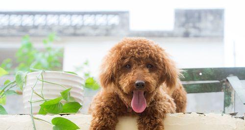 泰迪犬训练的重要性（为什么要训练泰迪犬？-宠物训练指南）